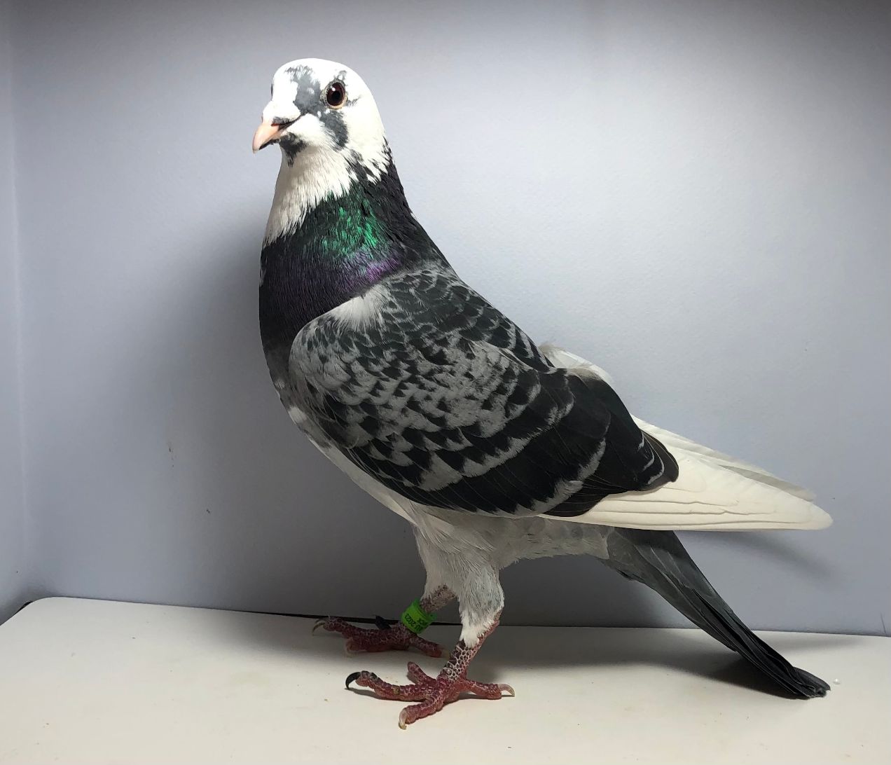 Wick 2382 Sablon Hen