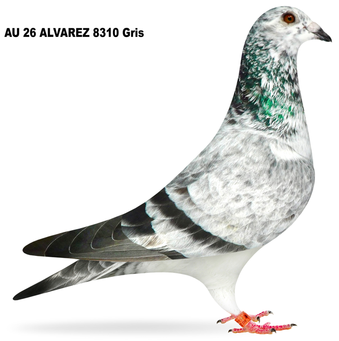 AU 2026 ALVAREZ 8310