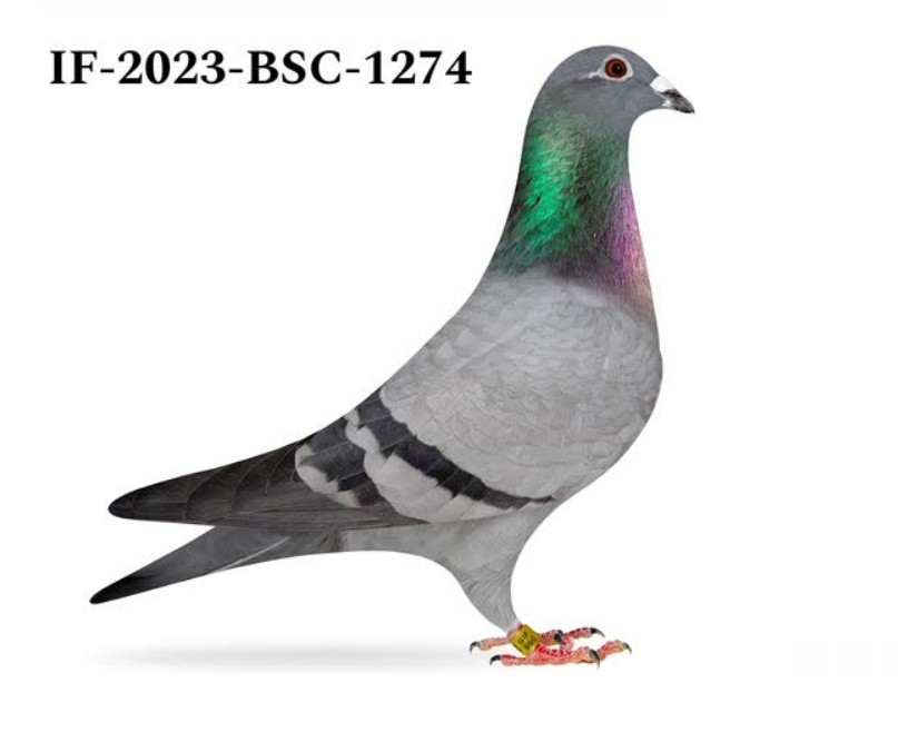 Special Hen - Ornat / Soraia / Florian