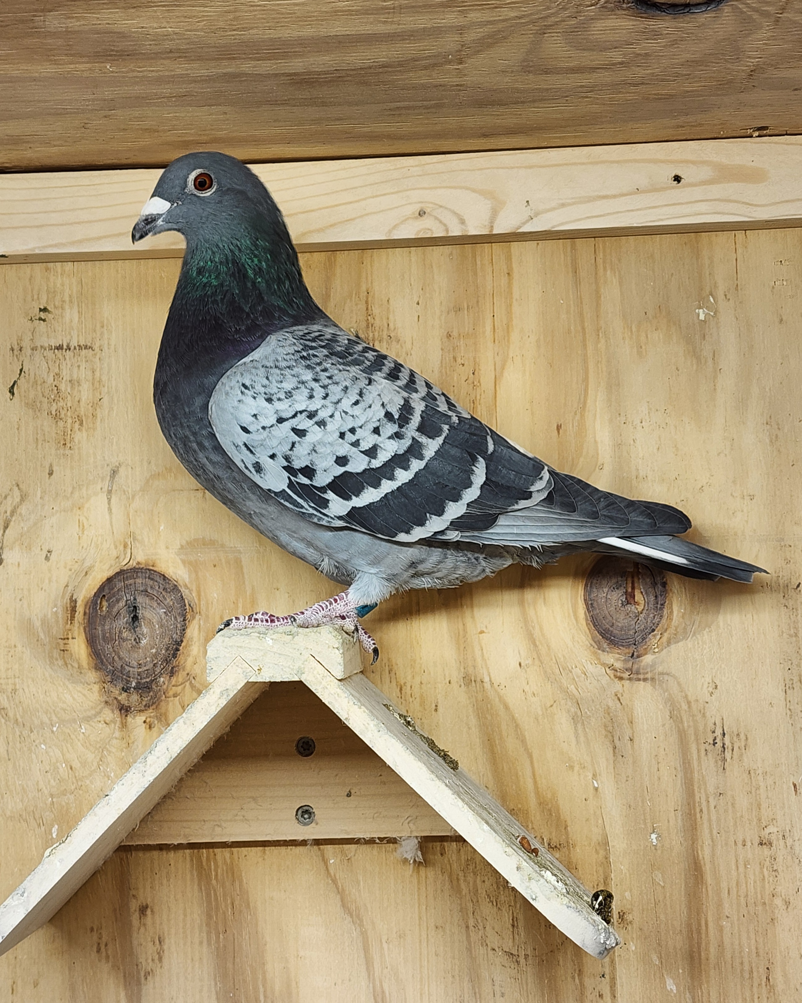 Au-25-WILD-1017-DC-Cock