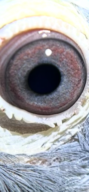 Preview Image 3