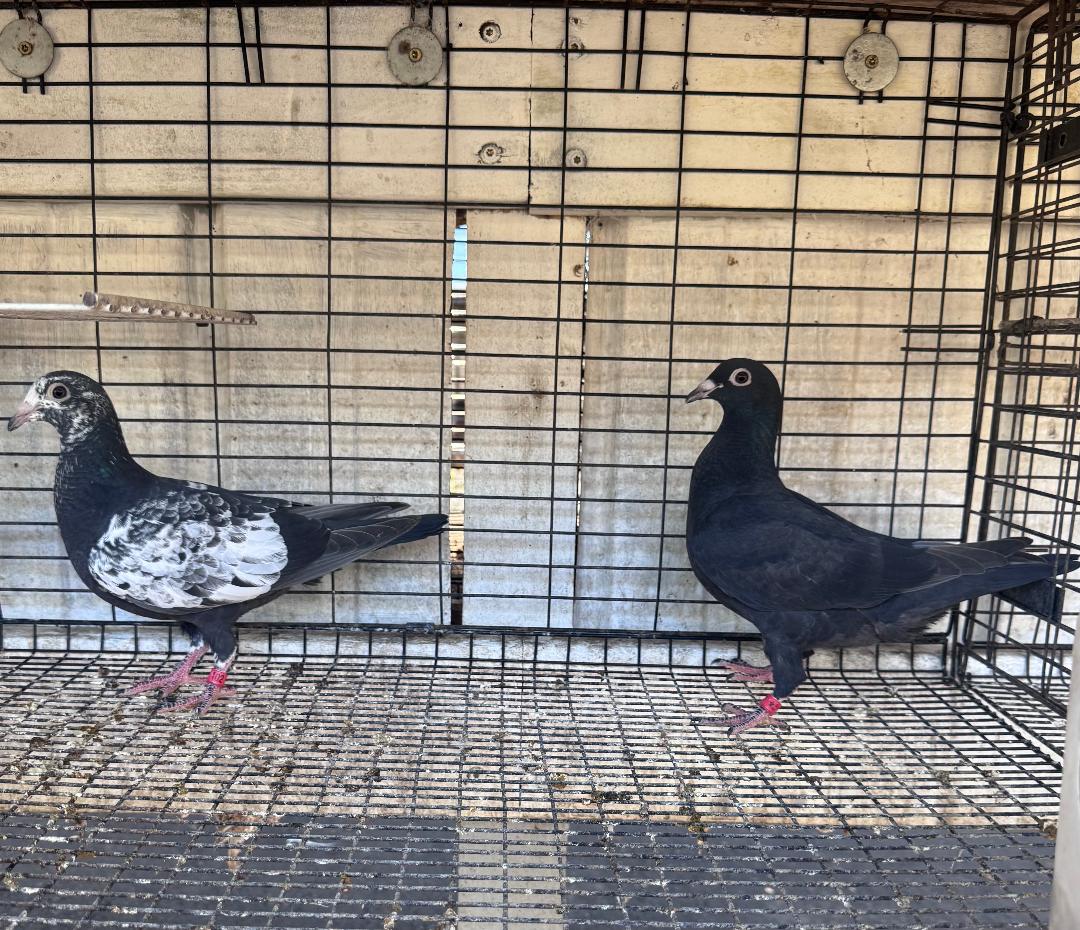PAIR OF PIETRAIN BIRDS 101 AND 102