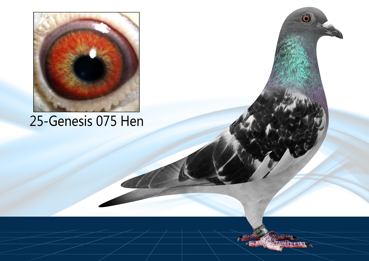 25-075(Hen) OLR Top Bloodline