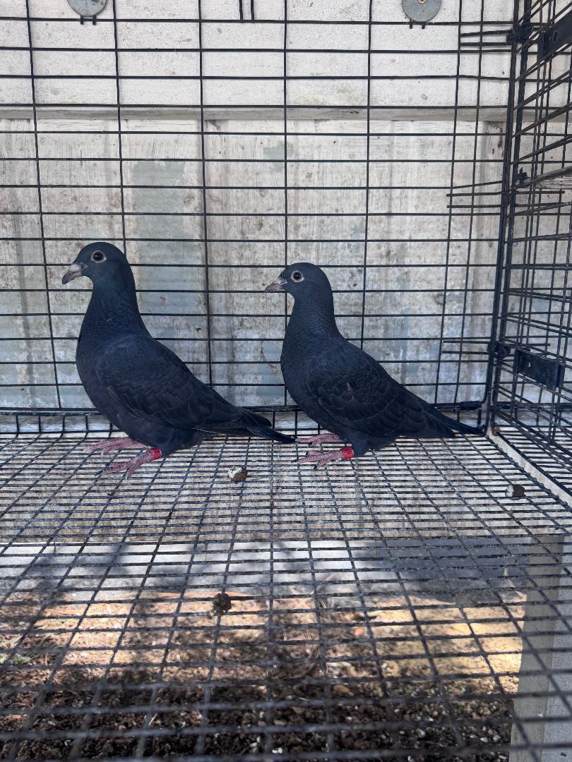 2026 PAIR OF BLACK SCHELLENS