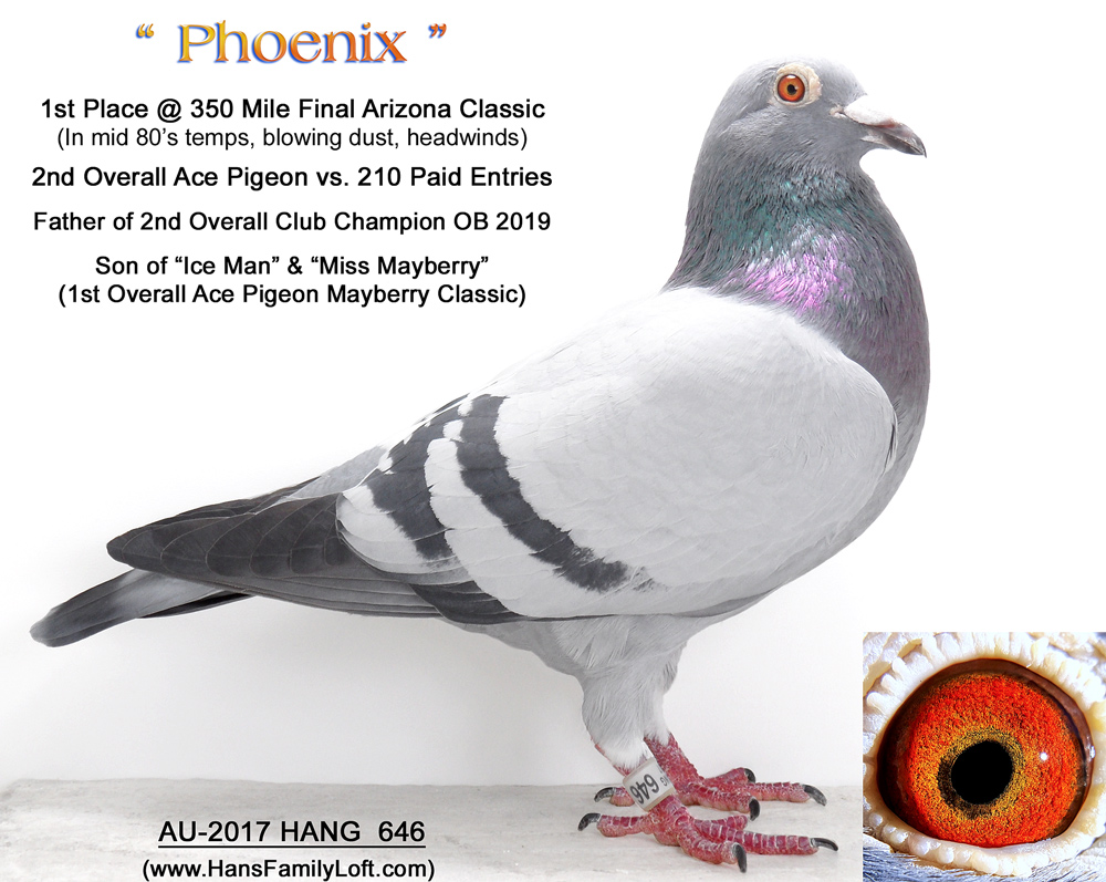 iPigeon.com - Racing Pigeon Auction