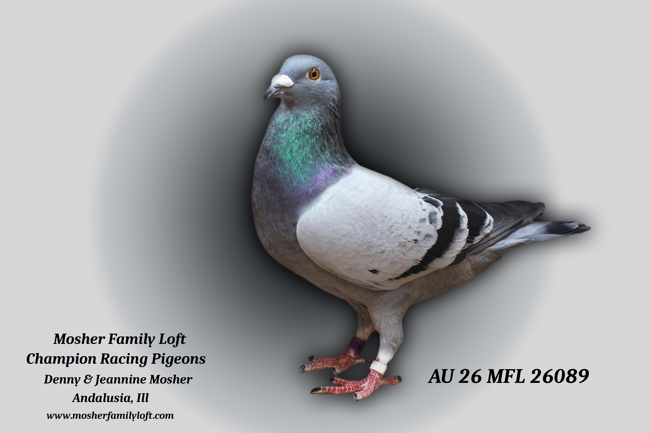 AU 26 MFL 26089 Cock