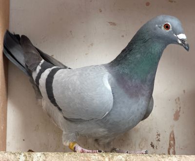 AU-21-SAINZ-21001-BB HEN 