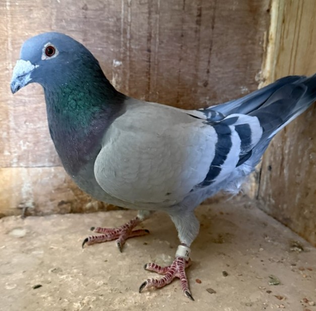 IF 2023 PAOF 74- COCK