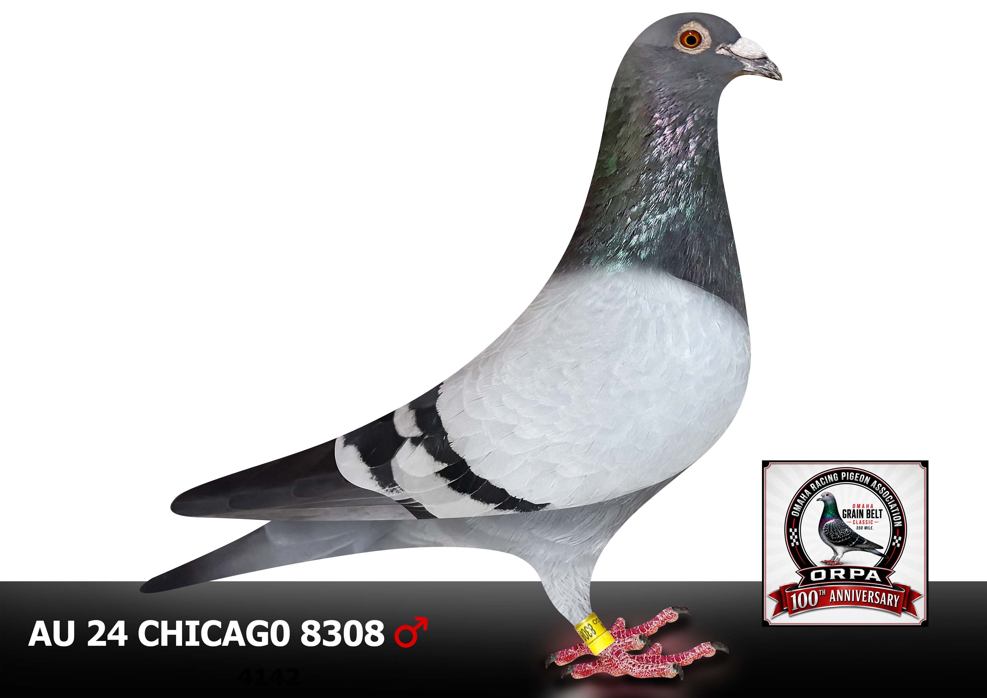AU 24 Chicago 8308 Cock