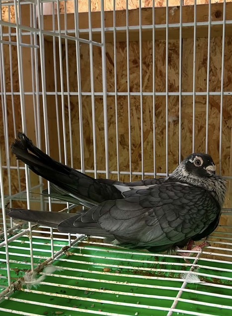 Preview Image 3