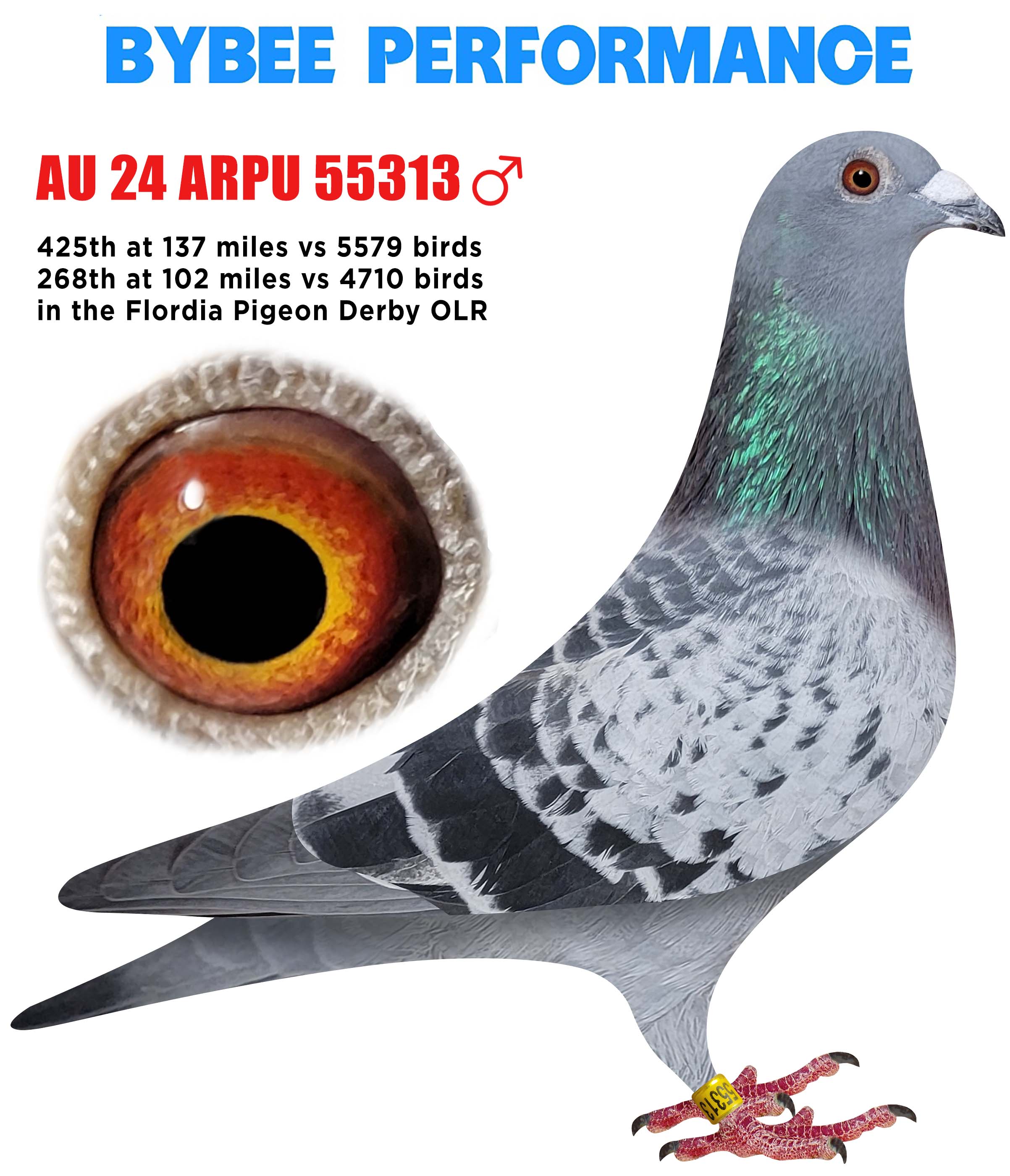 AU 24 ARPU 55313 BC Cock