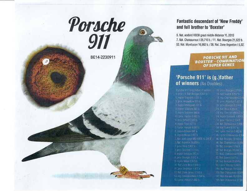 iPigeon.com - Racing Pigeon Auction