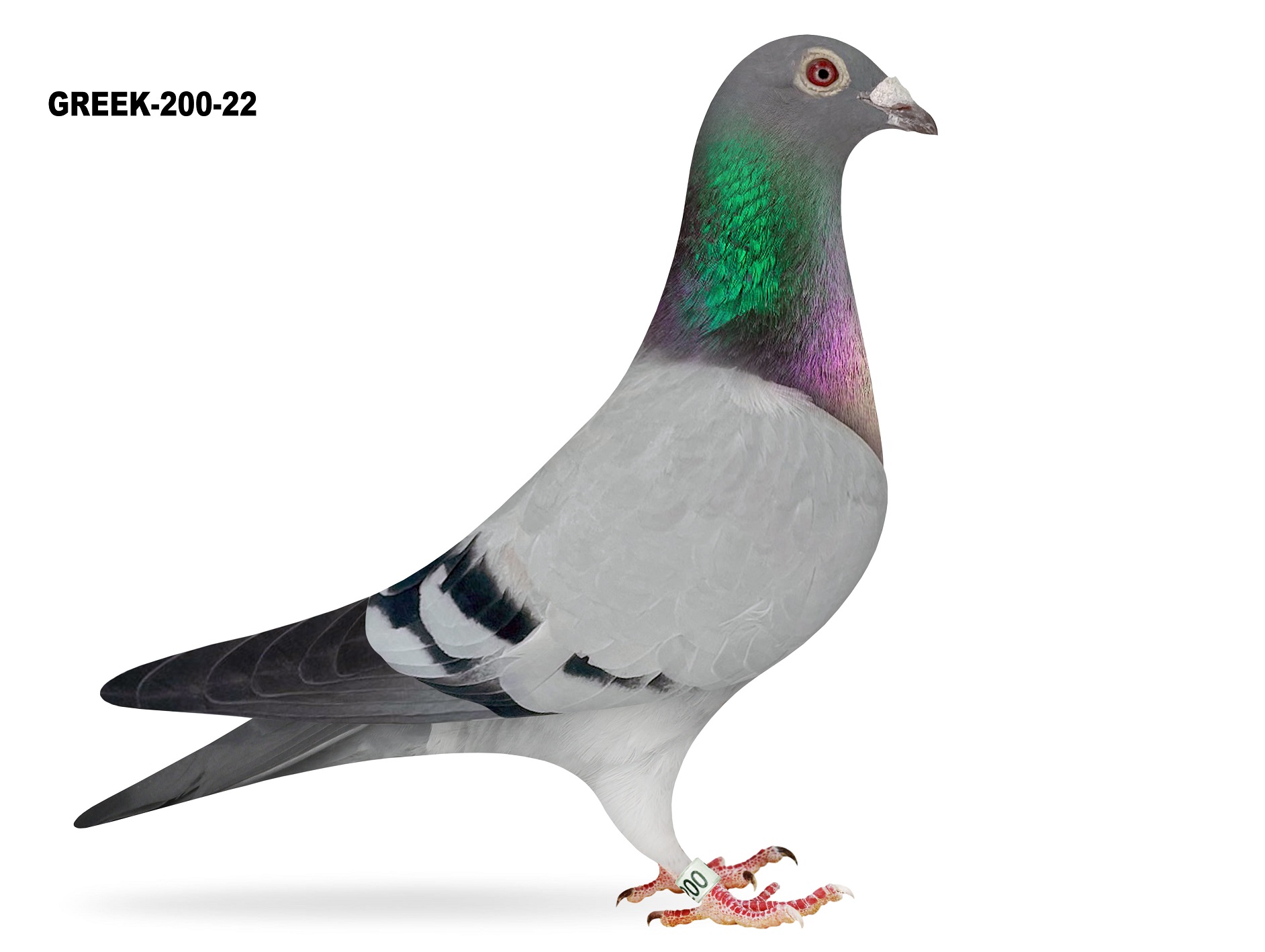 GREEK-200-22 BB HEN