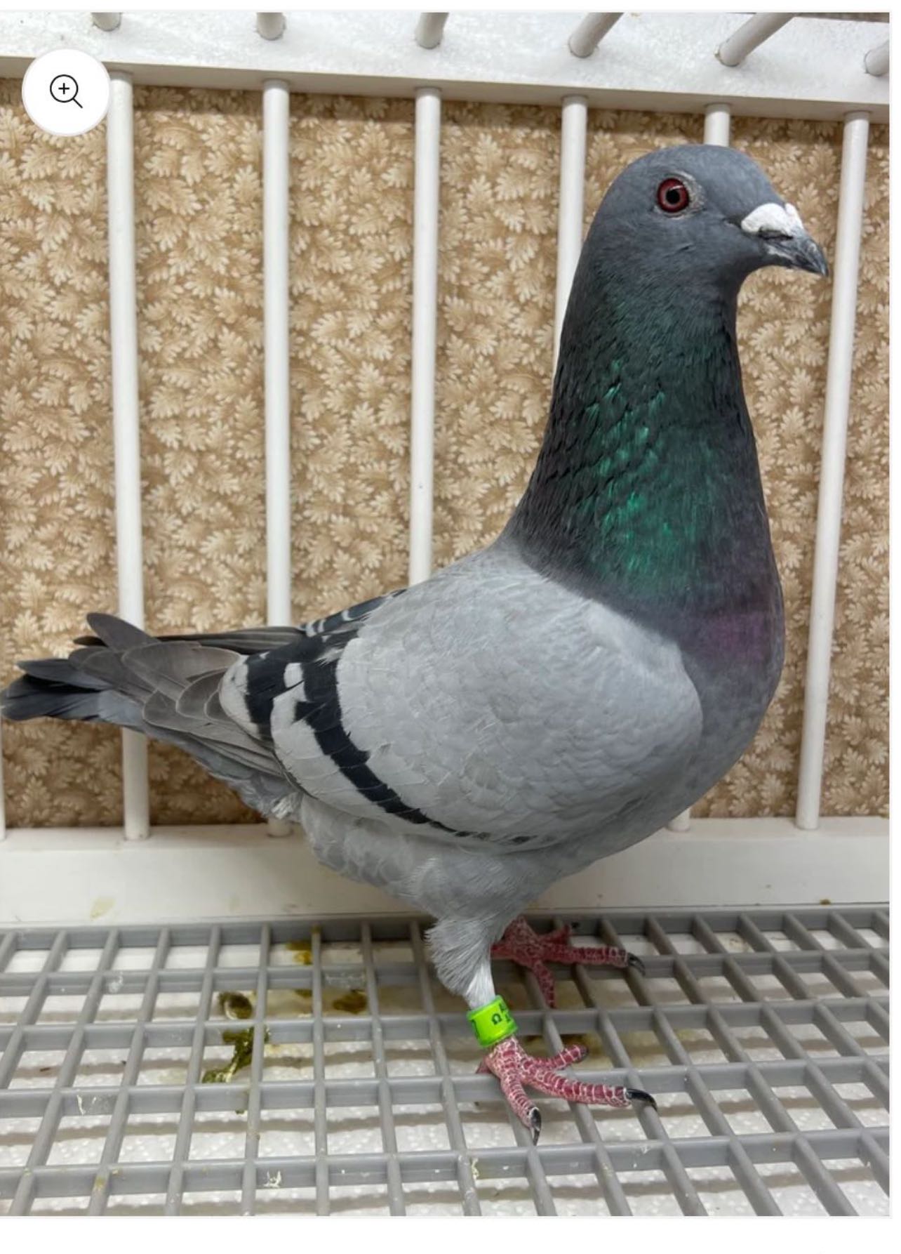 2023 AU 23 99107 BB HEN 