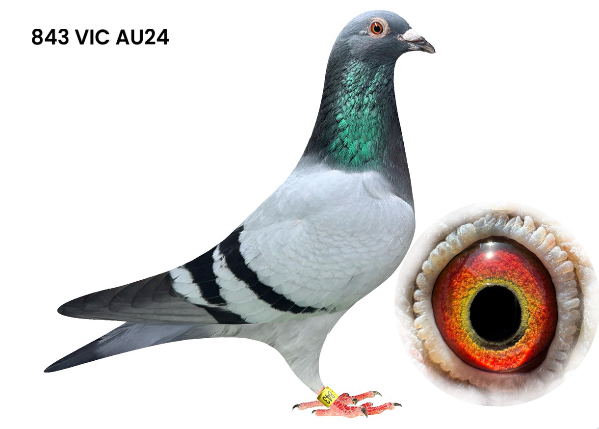 BALDWIN/TILSON-KLAAS/KANNIBAAL