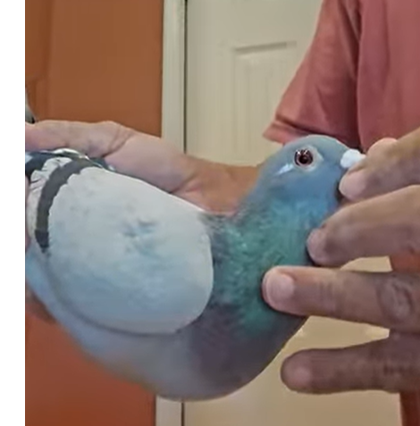 AU25 Irish Syndicate 562 BB H