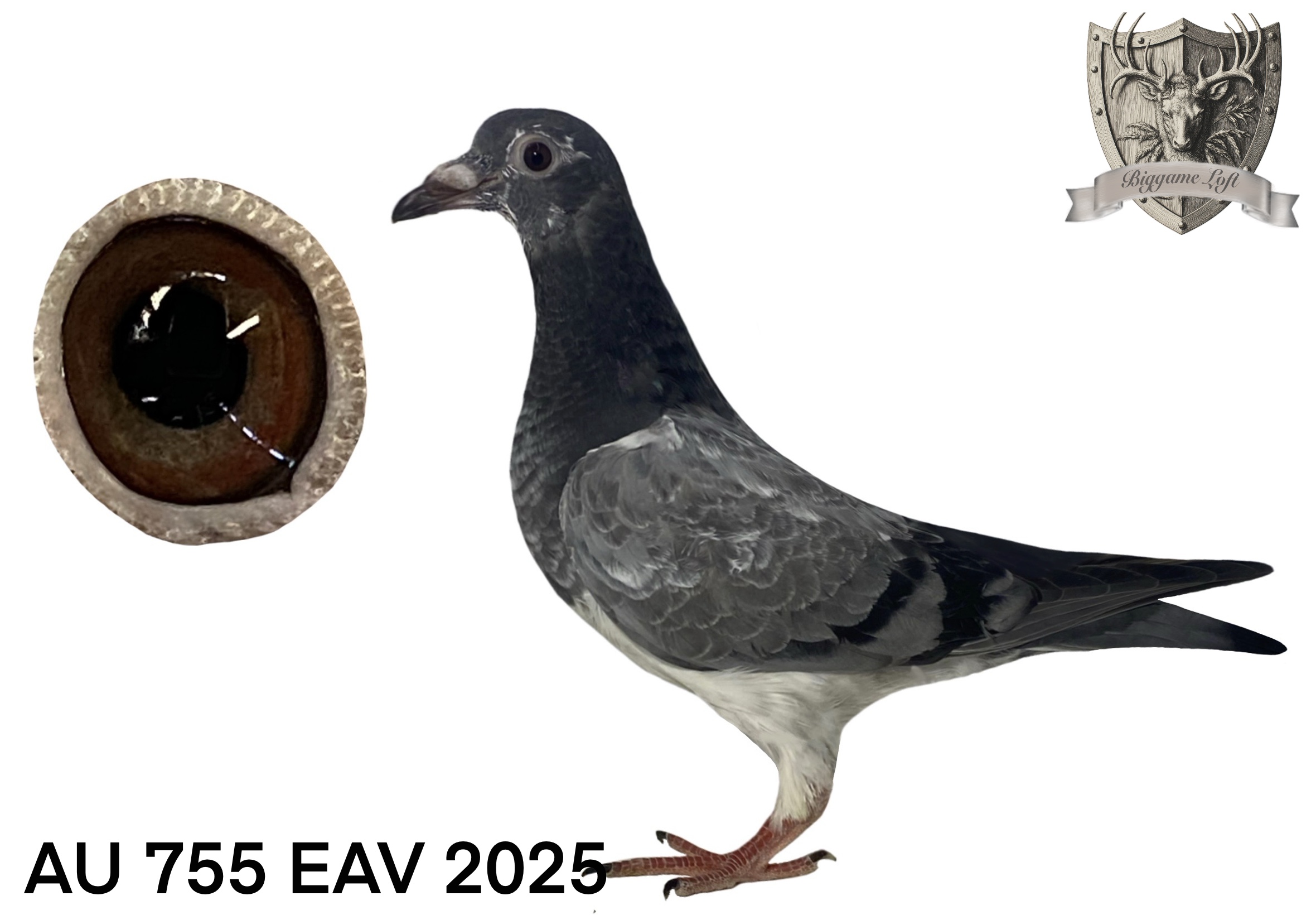 AU 755 EAV 2025 Griz 