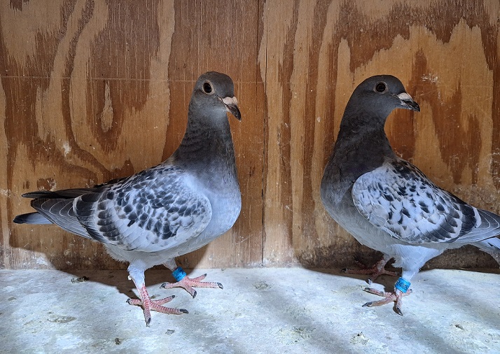 2026 nestmates AU ARPU 248505 / 248506 Best Of Ken Christopher