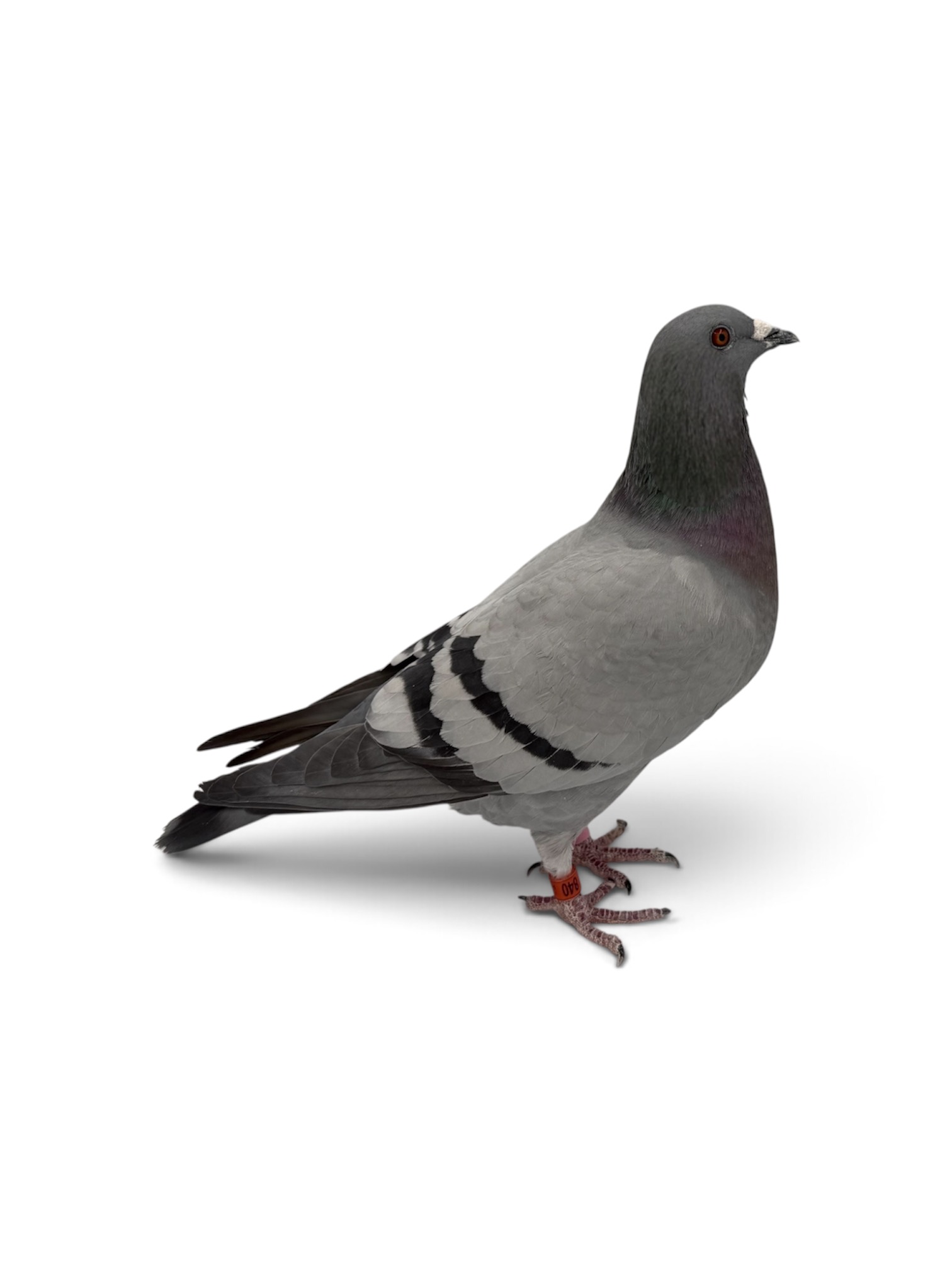 GREAT OLR BREEDING HEN