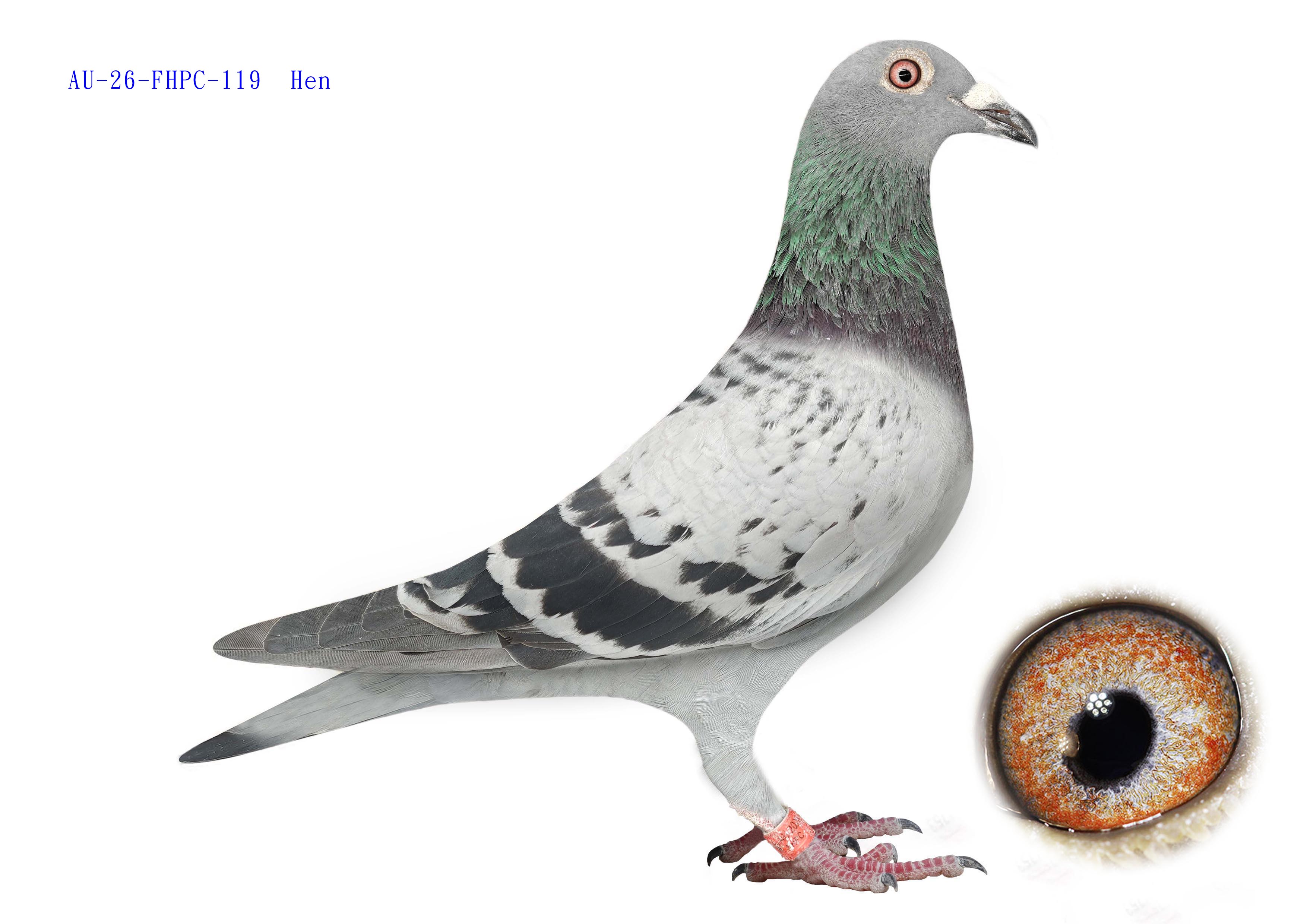 AU-26-FHPC-119  Hen  Inbred New Laureaat