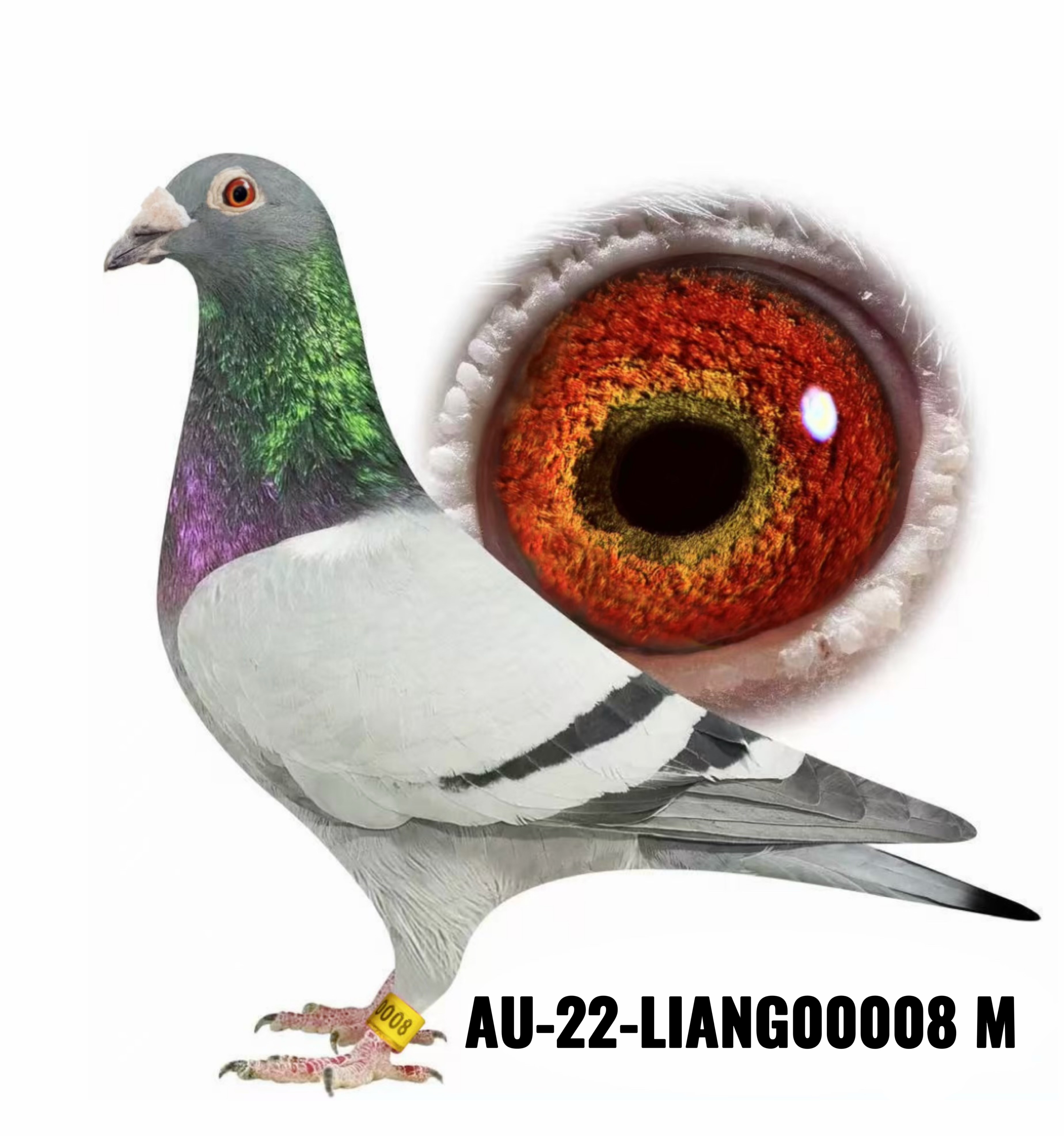 Super Cock 008
Breeder reduction