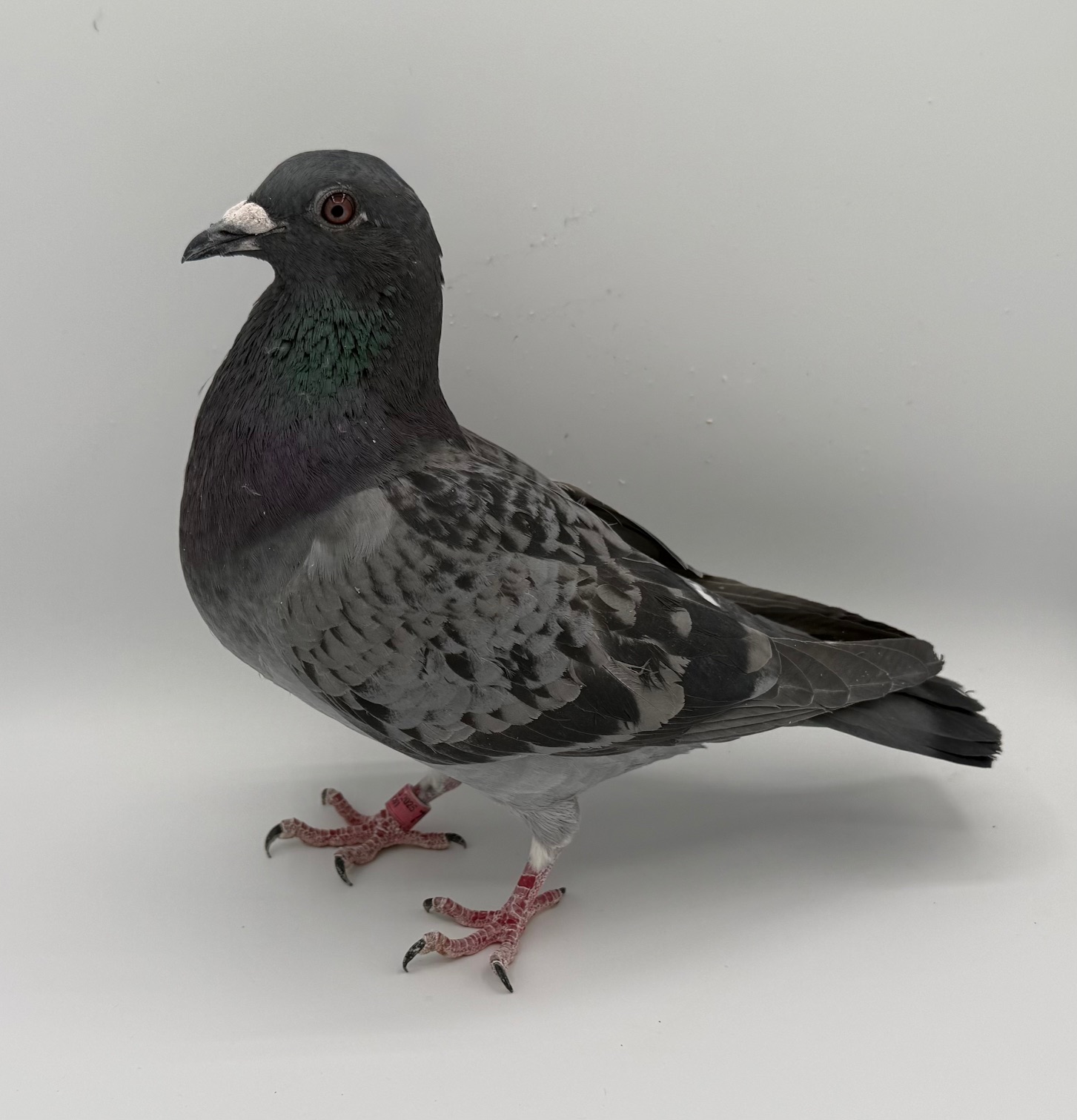 WOLVERINE, FLORIAN, AND AARDEN 2