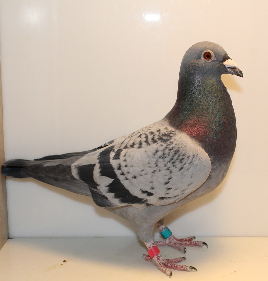 AU 25 GBW 46 BC COCK
