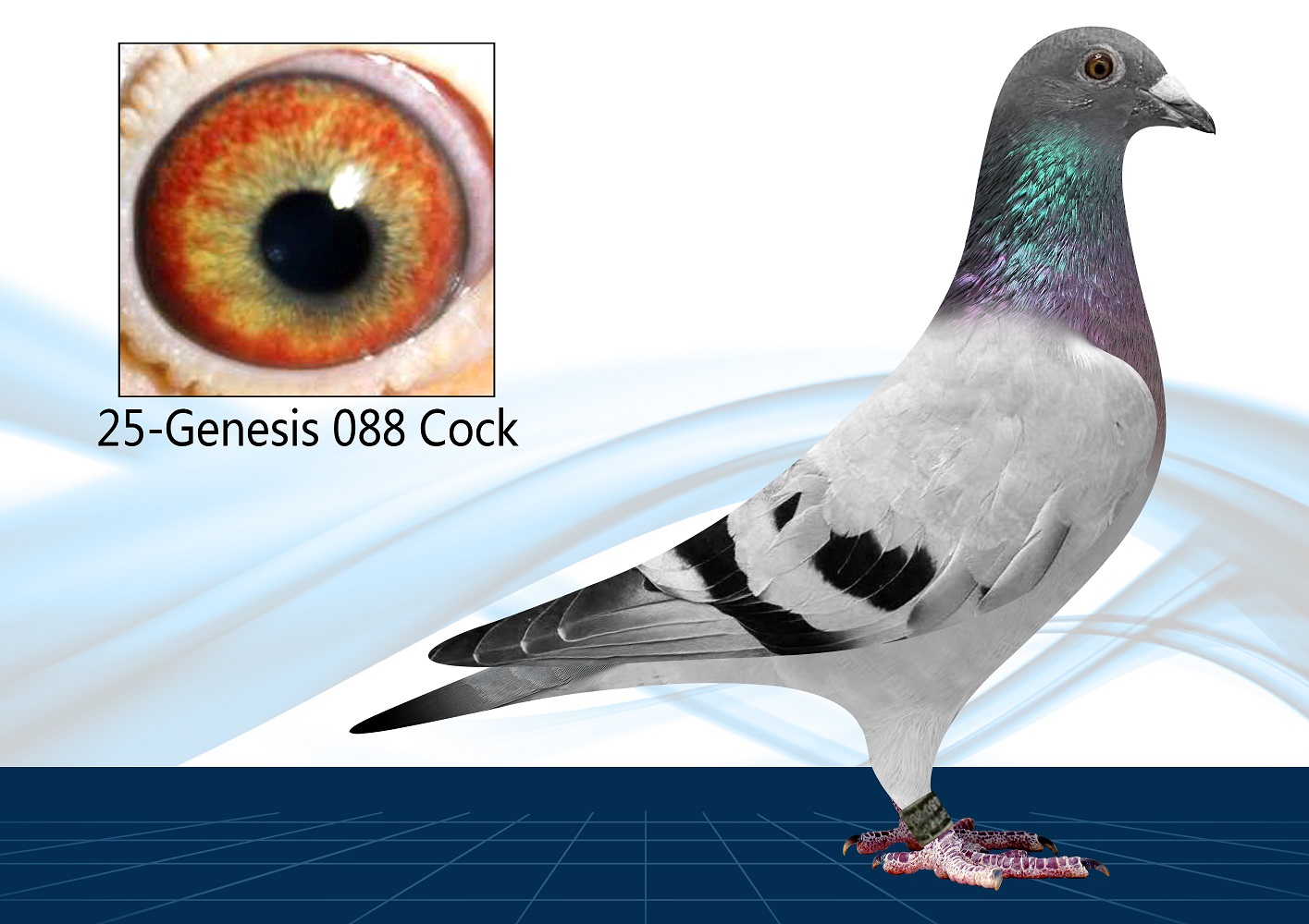 25-088(Cock) Tentil x Genesis 