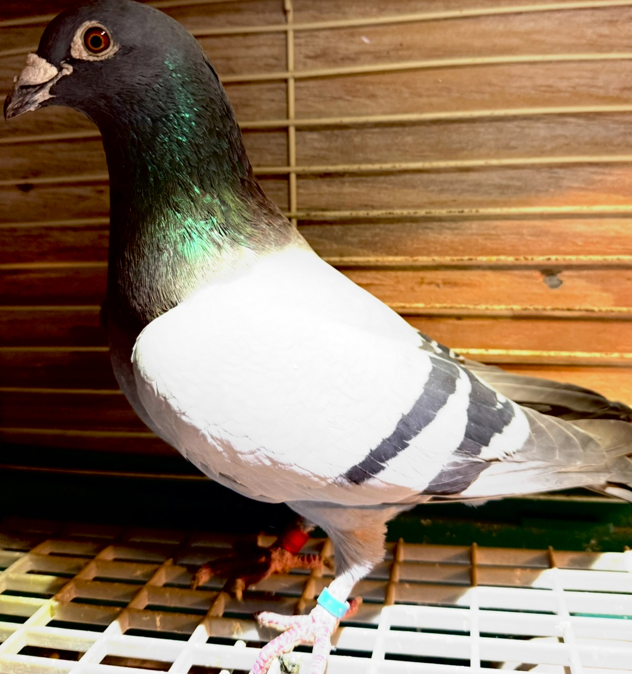 Line bred SAID IN SPUN SILVER