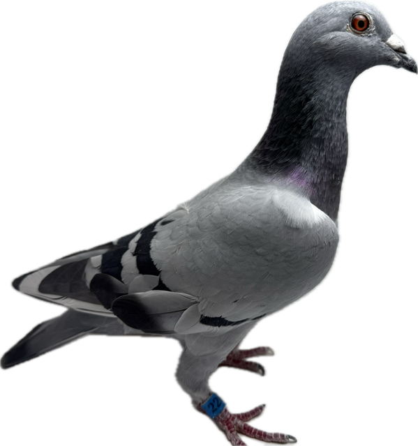 WOLVERINE AND THOMAS 6