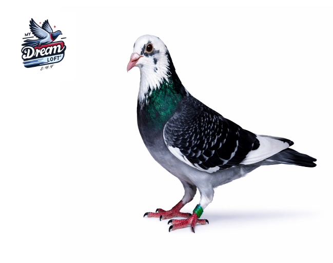 AU ARPU 148 Pied Cock