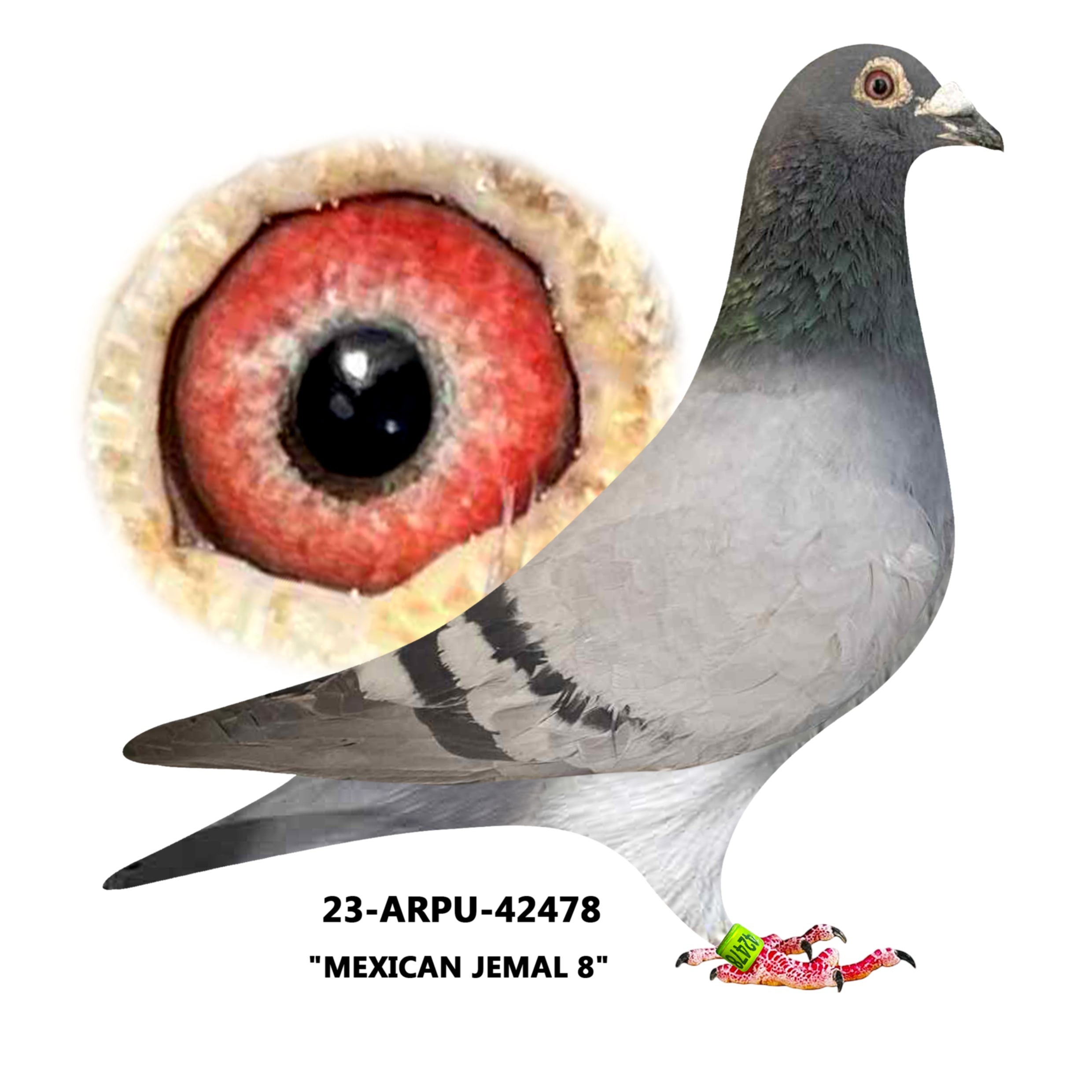 23-ARPU-42478 BB Cock.