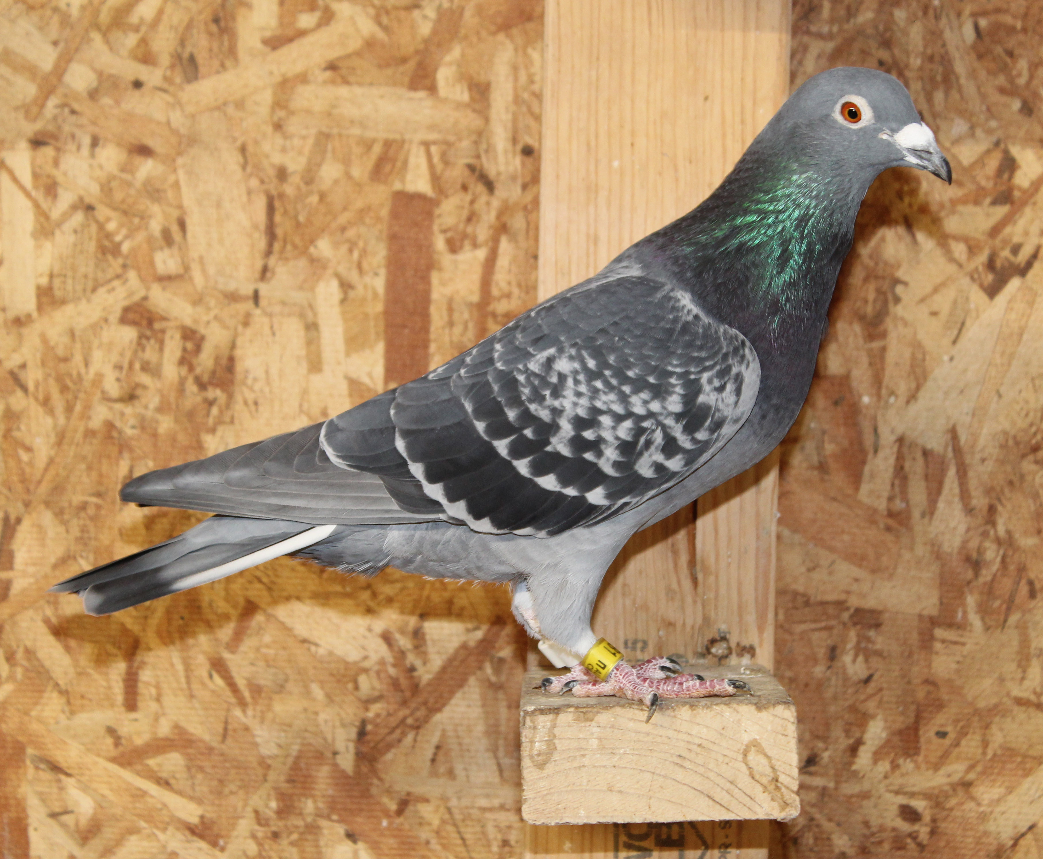 Inbred Kambree, Grandmother Little Miss Nikki