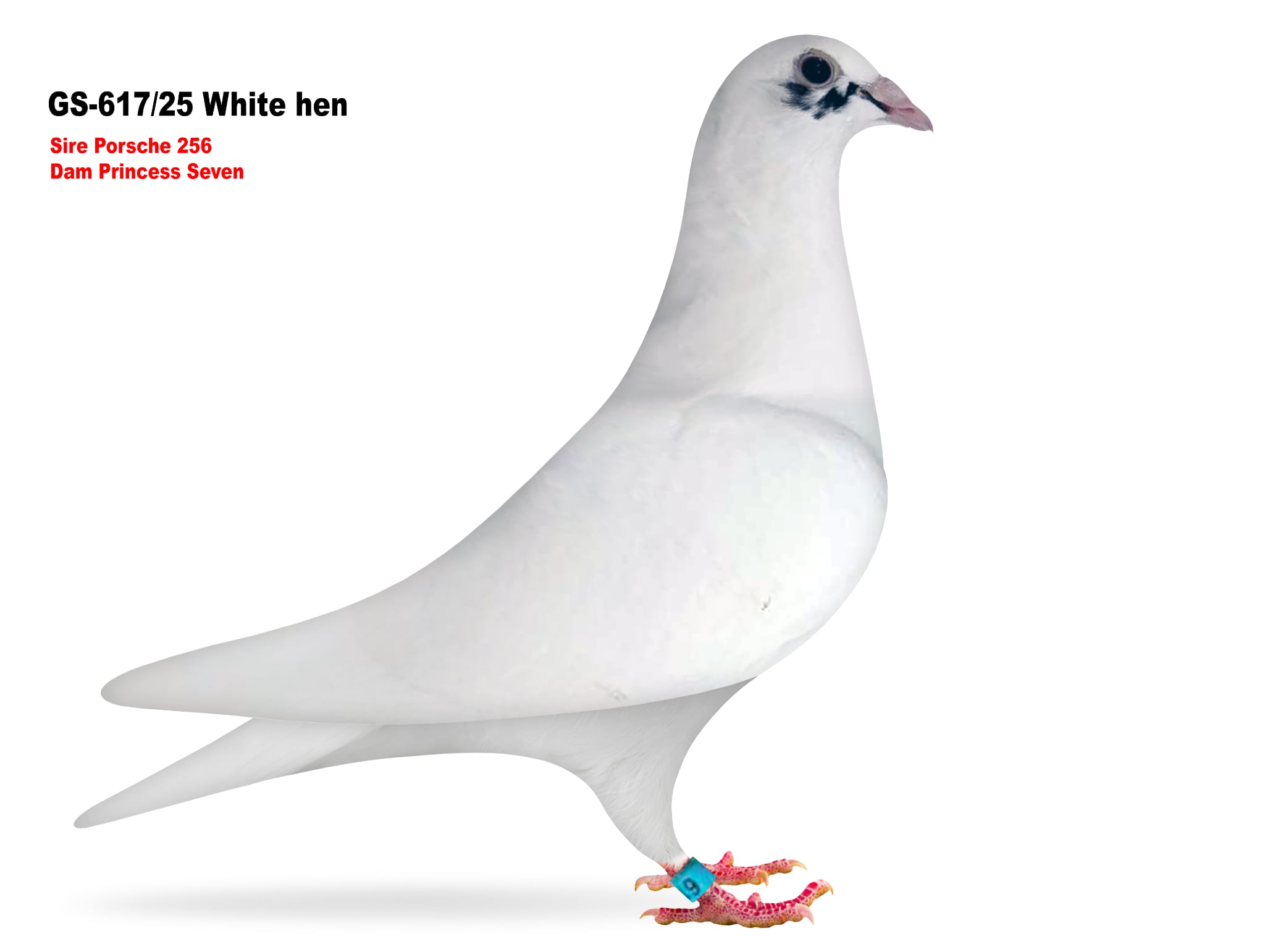 GS-617/25 Porsche/Roziers hen