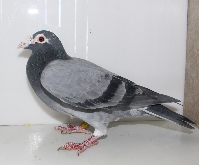 Weyer 55 - 2019 BBSP cock

