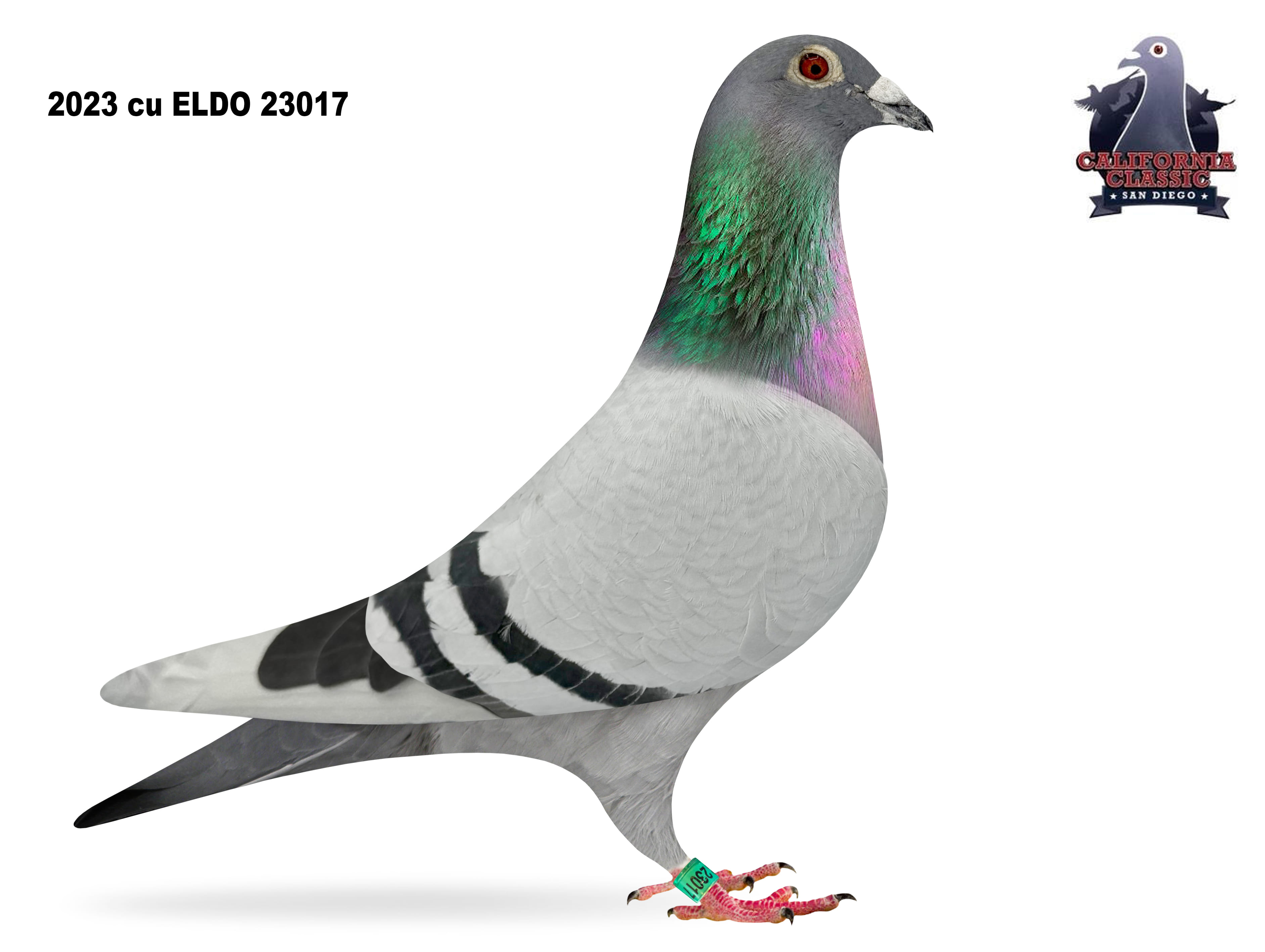 Lot 36. 2023 ELDO 23017 Cock