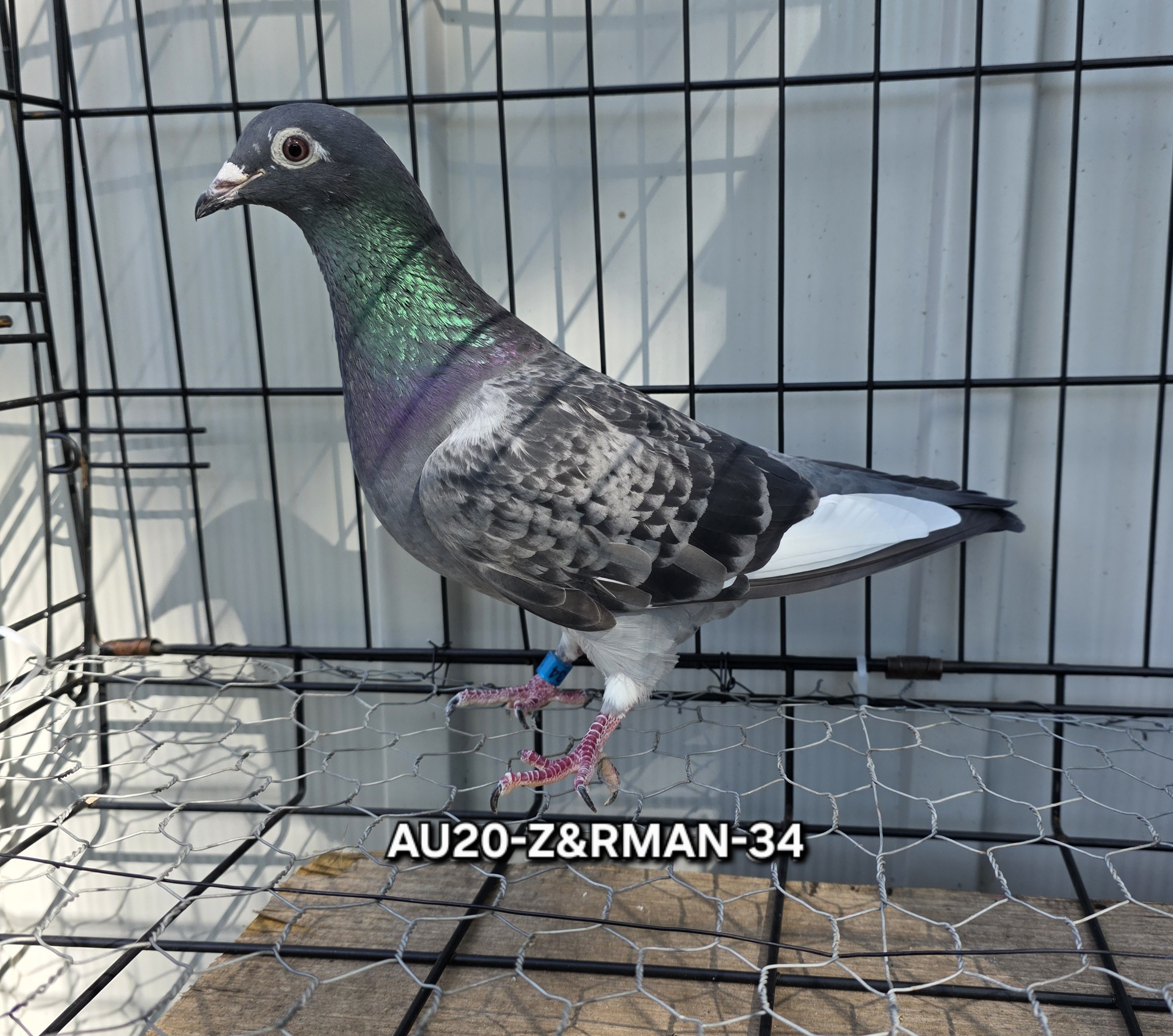 AU20-Z&RMAN-34 dark Check WF Hen