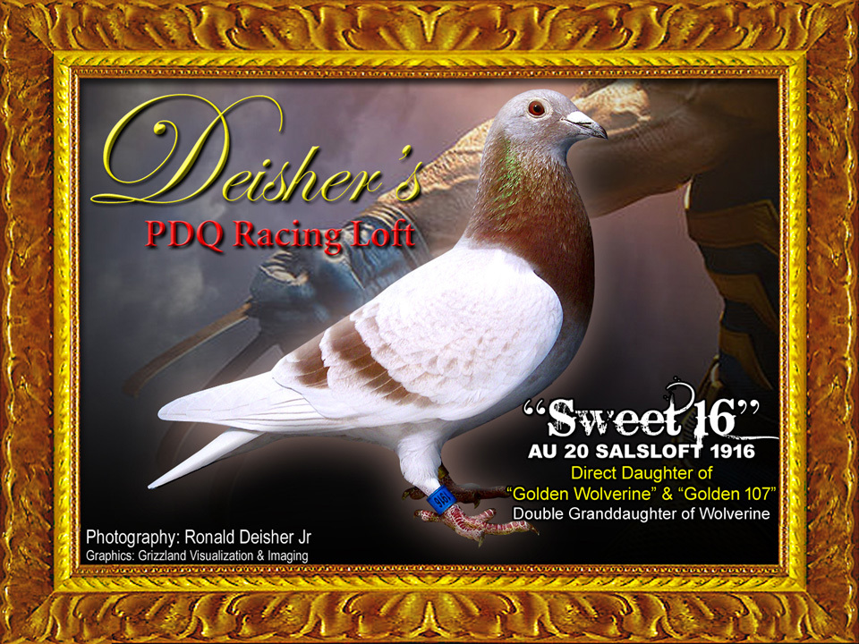 Preview Image 10