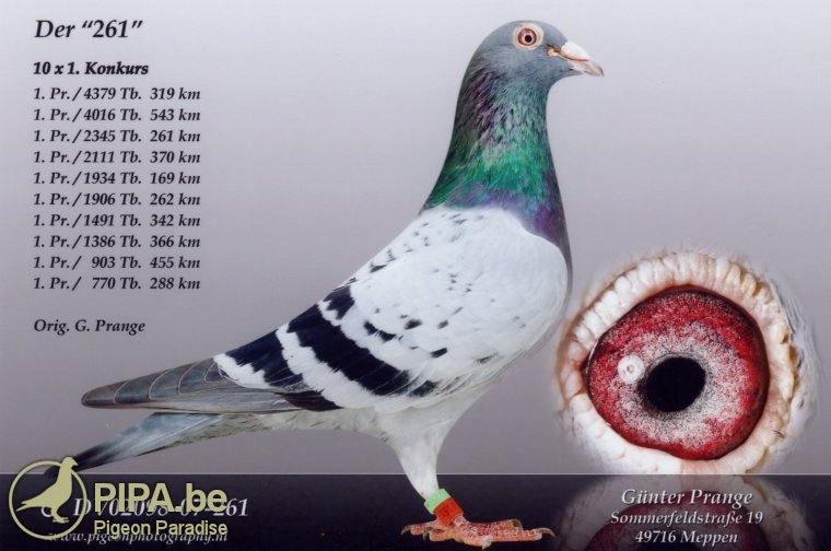 09715-21-984 W
Günter Prange
GRANDDAUGHTER “DER 261”