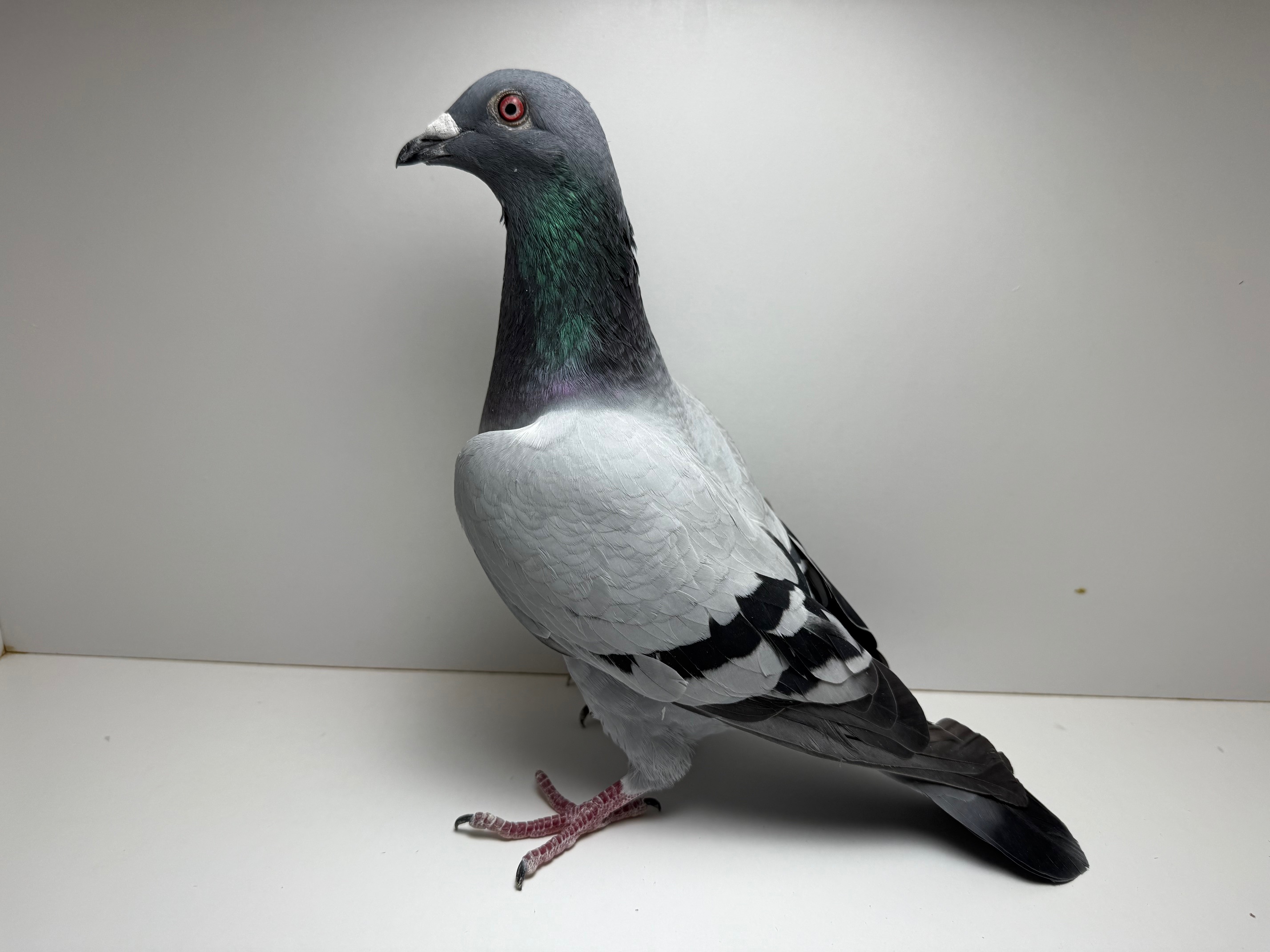 INBRED RAVEN AND SAAD GRANDKID