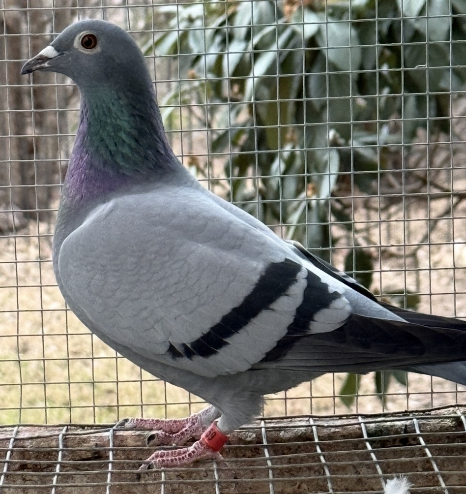 Double Grand Daughter of Iron Clad