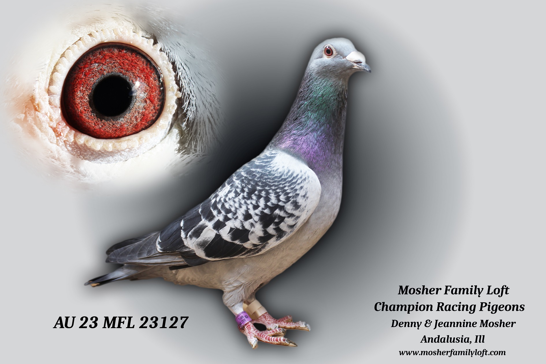 iPigeon.com - Racing Pigeon Auction