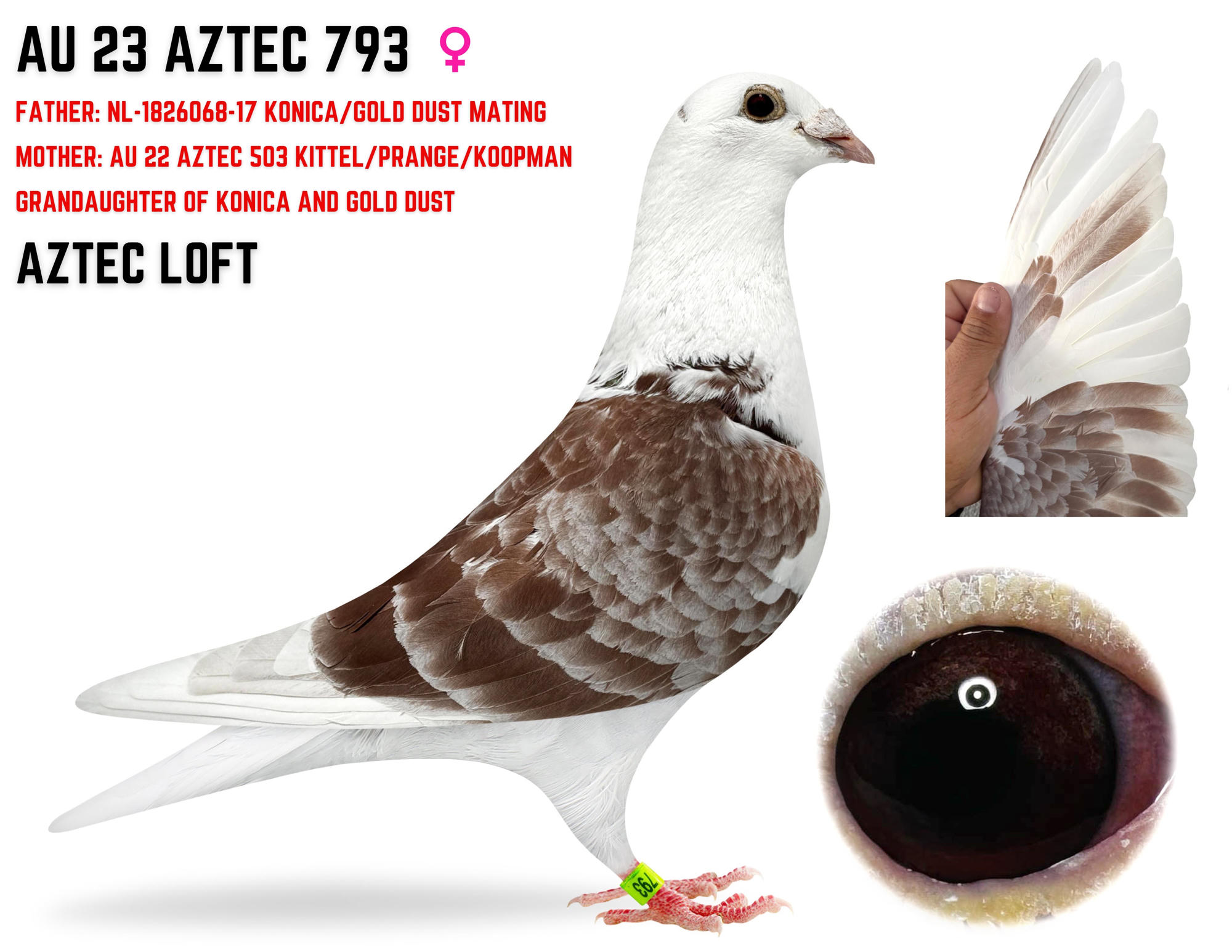 AU 22 AZTEC 503