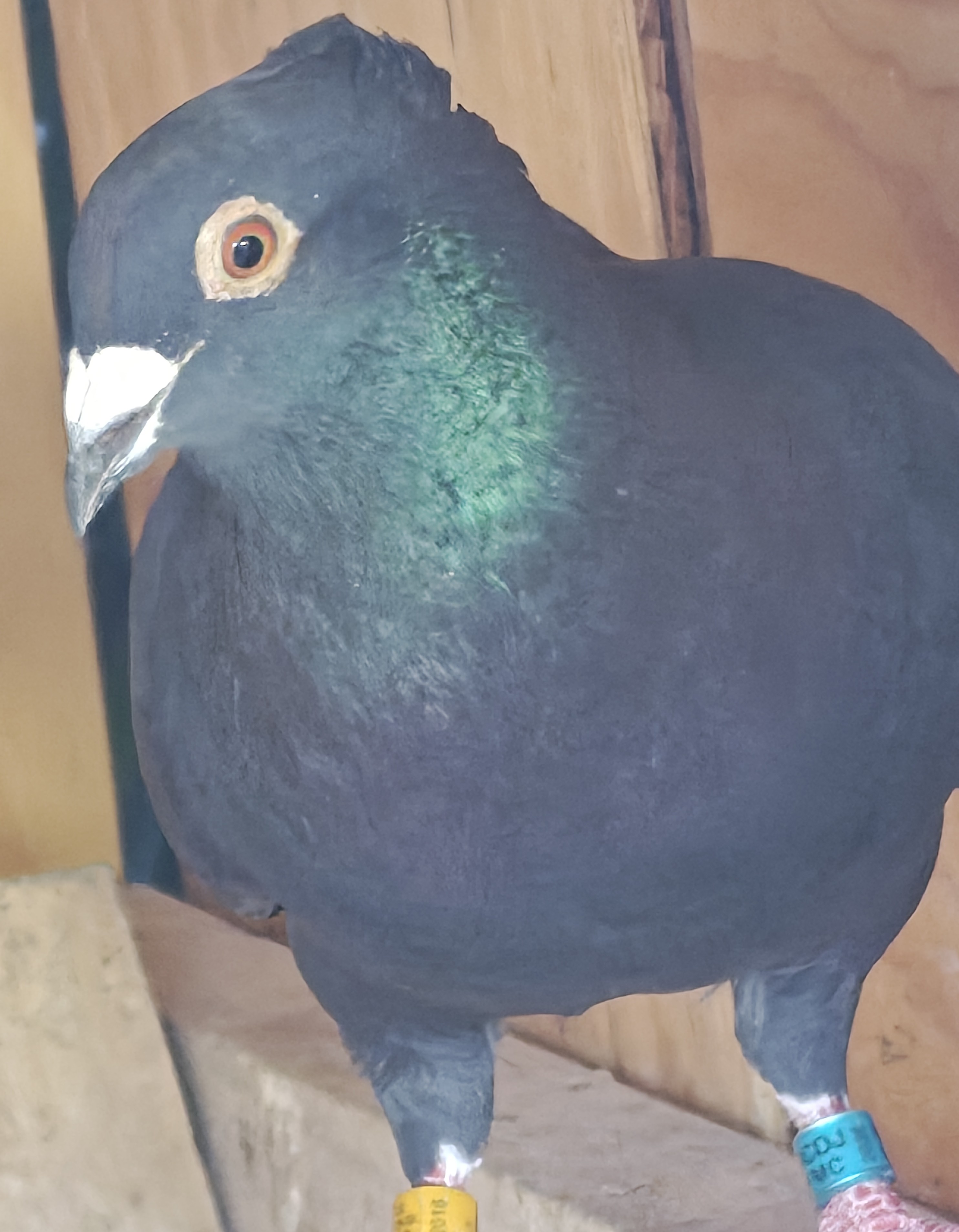 Jan Arden Black Cock Crested 