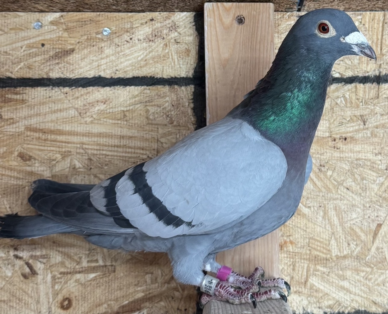 BE20-6232997 Cock
