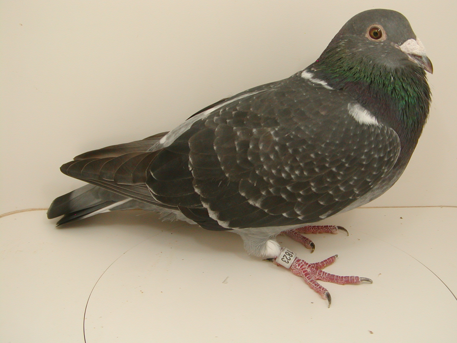 AU 25 JEDDS 1823 "GREEN EYES"