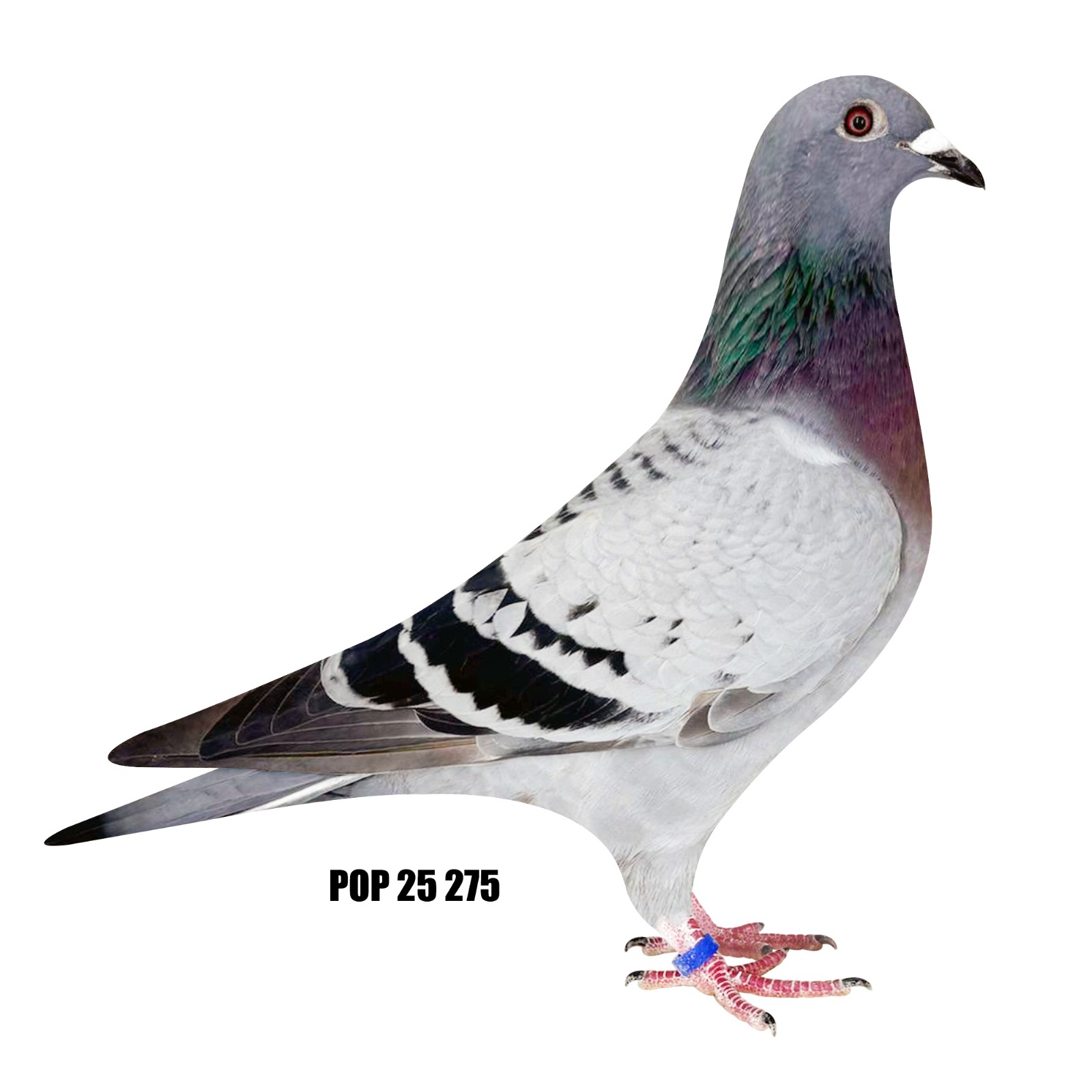 POP 25, 275 BCH super hen!