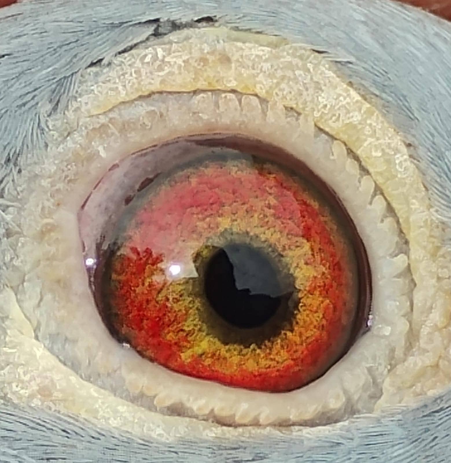 Preview Image 3