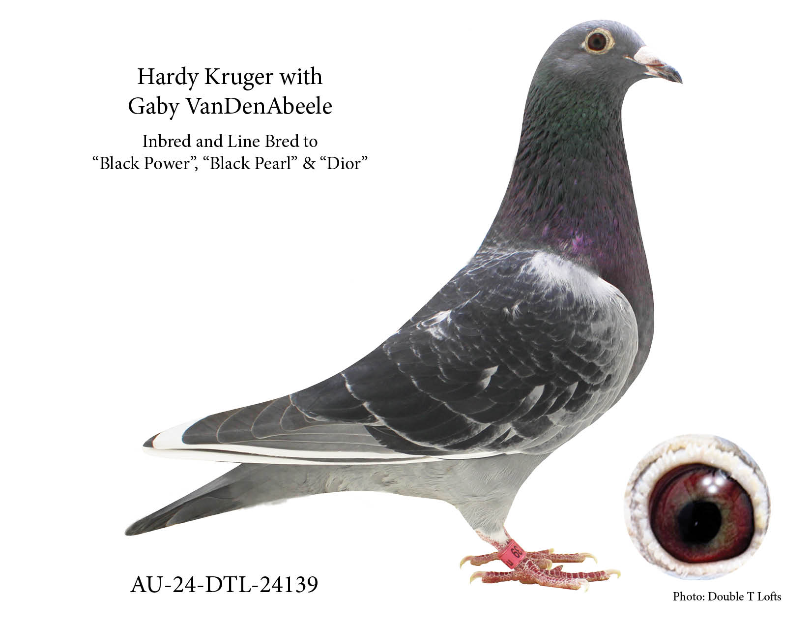 iPigeon.com - Racing Pigeon Auction