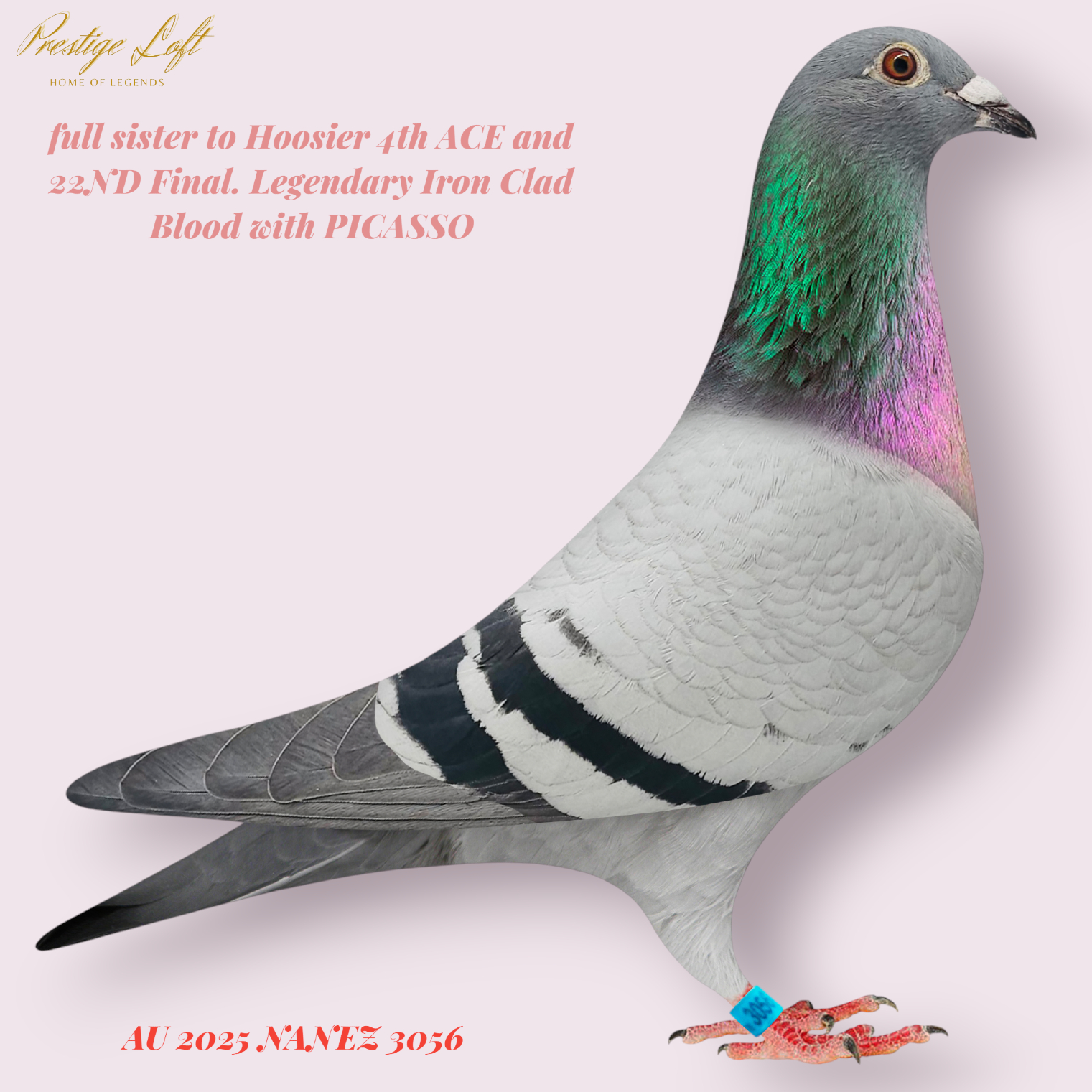 Prestige Loft Acquires full sister to Hoosier 4th ACE and 22ND Final